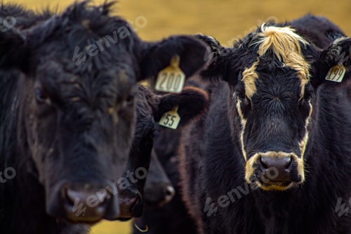 Preview: Curious cows