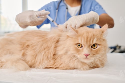 Preview: Ginger Cat Getting Vaccinated