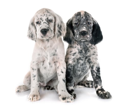 Preview: puppy english setter