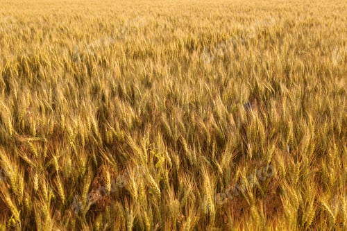 Preview: Beautiful agricultural field with ripening wheat crop
