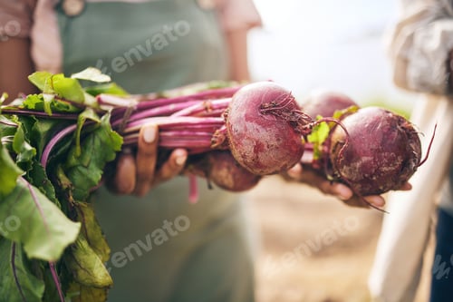 Preview: Radish, vegetables and farming, sustainability and closeup with harvest and agro business. Food, ag