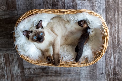 Preview: Cute kitten siamese cat indoor