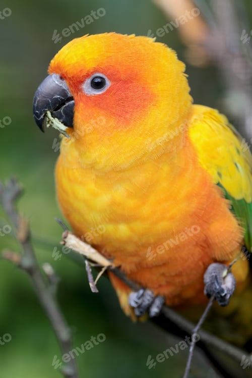 Preview: Sun Parakeet Aratinga solstitialis in wild