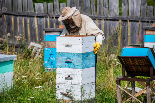 Preview: Beekeeper in protection suit inspecting his row of beehives at apiary with bees swarming around him