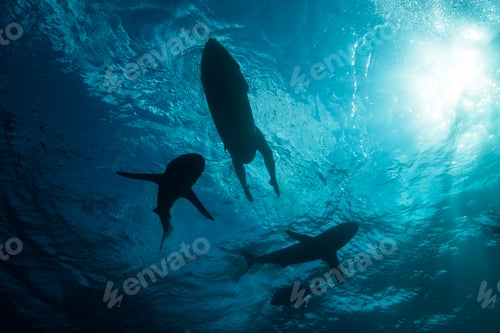 Preview: Low angle underwater view of surfer on surfboard with sharks, Colima, Mexico