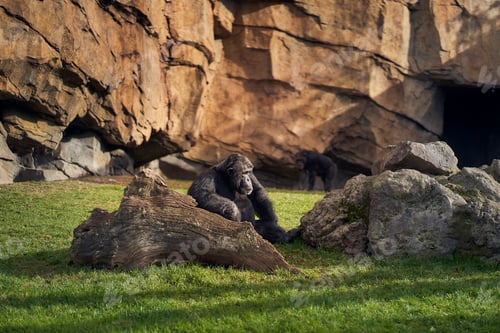 Preview: Chimpanzee in captivity in a recreation of the equatorial forest