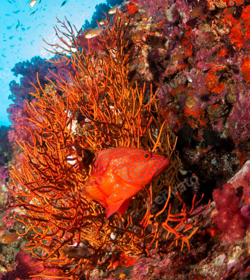Preview: A Beautiful and Magical Indonesia underwater pictures