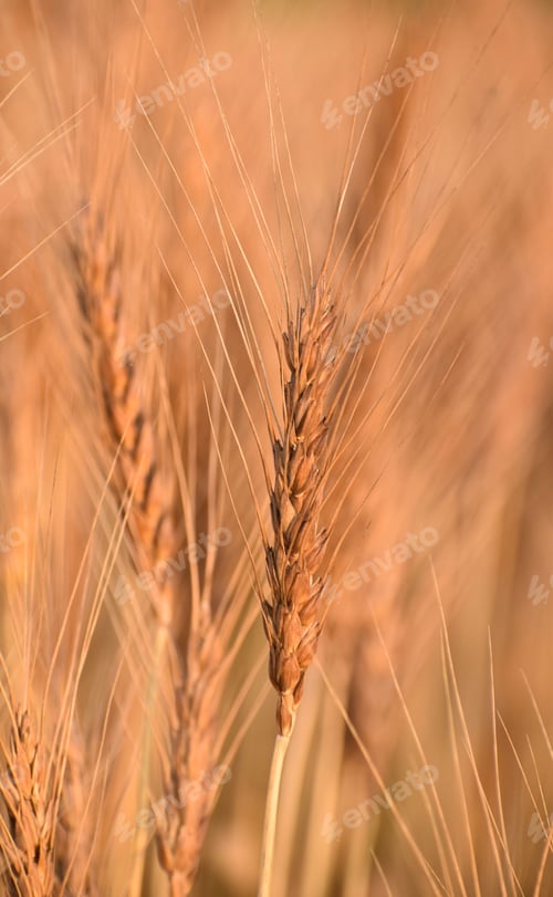 Preview: Single ear of wheat illuminated by bright sunshine, set against a backdrop of a lush field