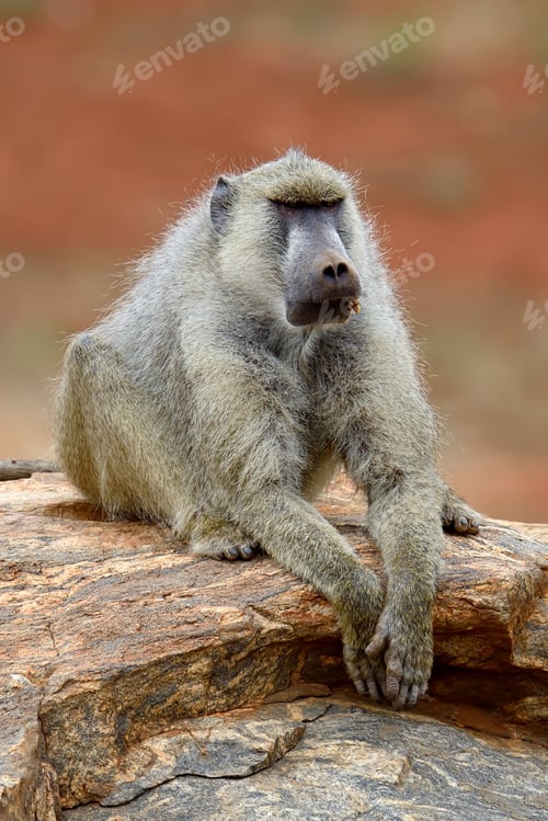 Preview: Baboon
