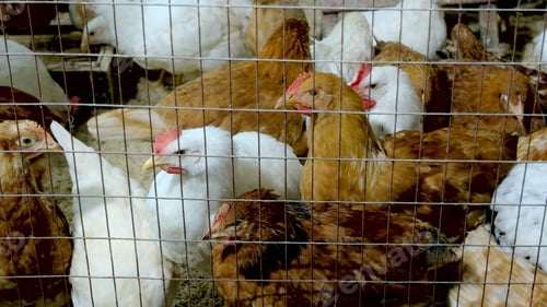 Preview: Domestic hens behind a wire fence.