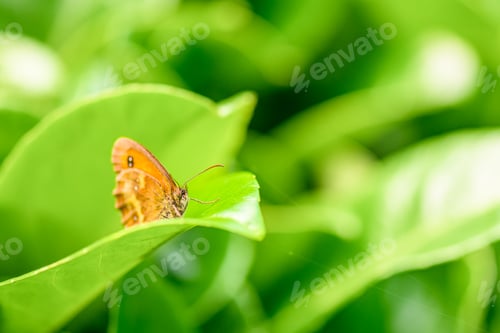 Preview: macro shot of a butterfly
