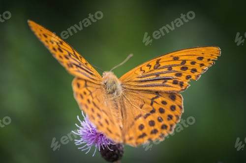 Preview: Closeup shot of an orange spotted comma butterfly on a purple thistle flower