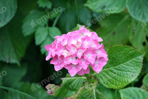Preview: Closeup of a pink French hydrangea against a backdrop of lush green forest with a blurry background