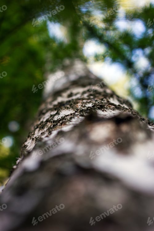 Preview: Green birch tree at the forest