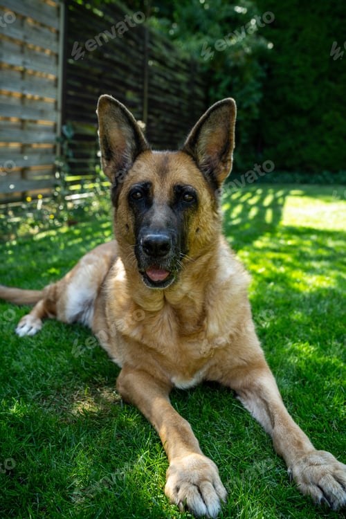 Preview: German Shepherd dog lay on grass in garden, aduld pet