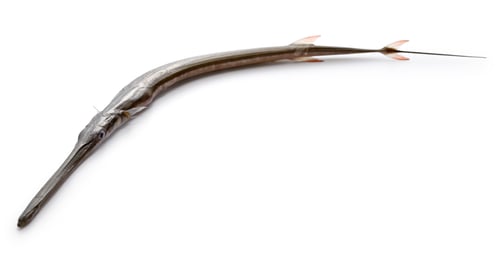 Preview: Cornetfish isolatede on white background