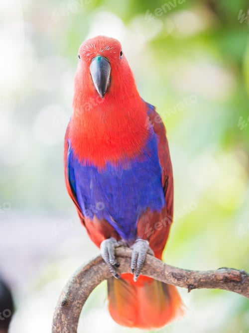 Preview: bird, parrot, Scarlet, Macaw