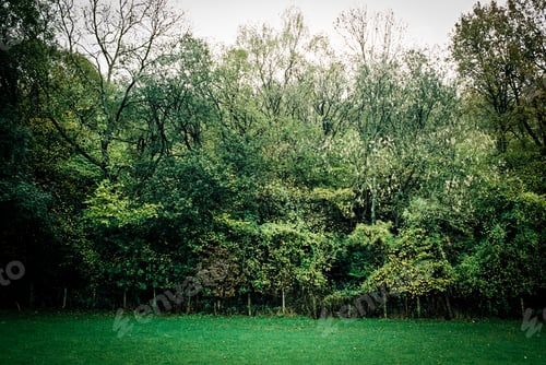 Preview: Wall of Trees