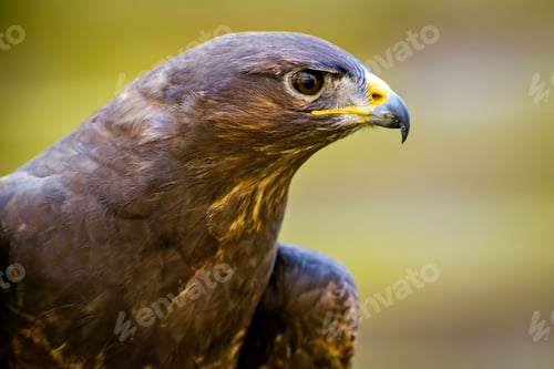 Preview: Buzzard bird looking away on blurred background