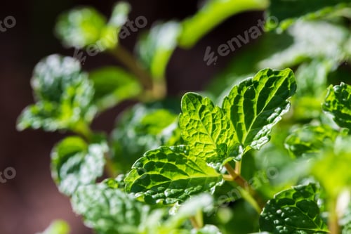Preview: Raw Green Organic Basil Plant