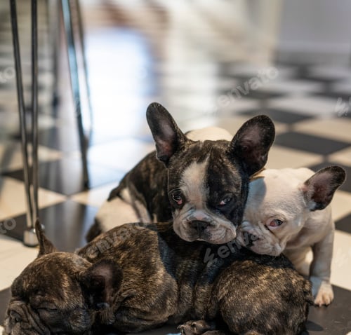 Preview: Three adorable French bulldogs puppies. One is resting and the others looking at camera