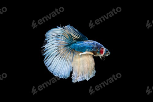 Preview: Beautiful colorful of siamese betta fish