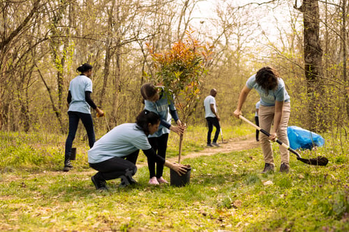 Preview: Diverse team of environmentalists digging holes to plant trees in the woods