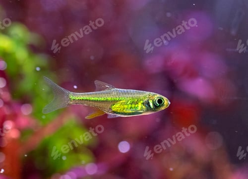 Preview: planted tank