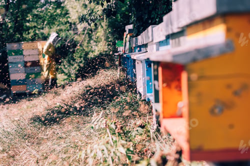 Preview: beekeeping : beekeeper at work in field of honeycombs