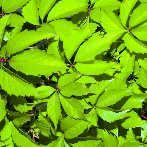 Preview: Background fresh herbs minimal style nature
