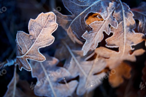 Frosty Oak Leaves in Winter Sunlight