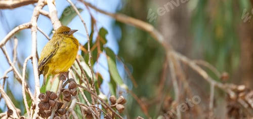 Preview: For the birds