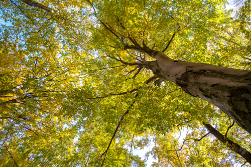 Preview: Perspective from down to up view of autumn forest with bright orange and yellow leaves. Dense woods