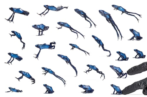 Preview: Arrangement of many photo of a Blue poison dart frog jumping