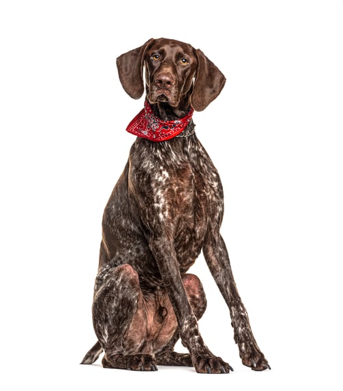 Preview: Standing German Shorthaired Pointer, isolated on white