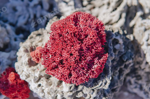 Preview: Close up of a red coral on a rock in a beach under the sunlight.