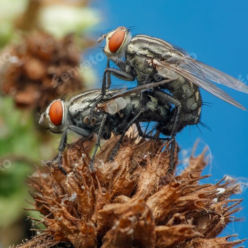 Preview: mating insect