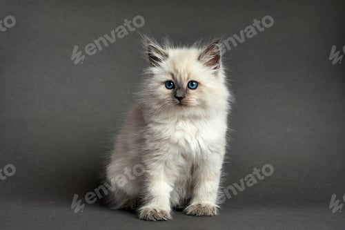 Preview: Cute fluffy kitten against gray background. Space for text