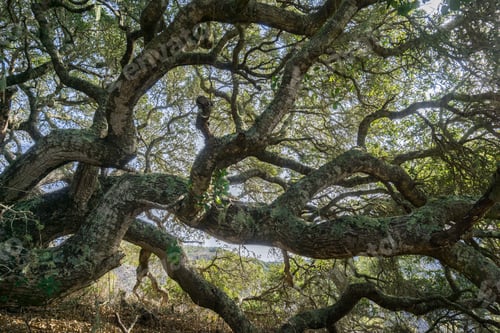 Preview: Coastal live oak
