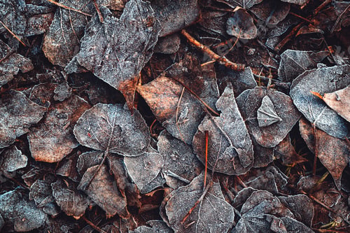 Preview: Frozen autumn leaves on the ground in frosty winter morning