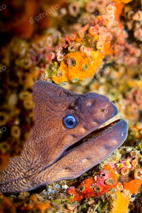 Preview: Moray Eel, Cabo Cope-Puntas del Calnegre Natural Park, Spain