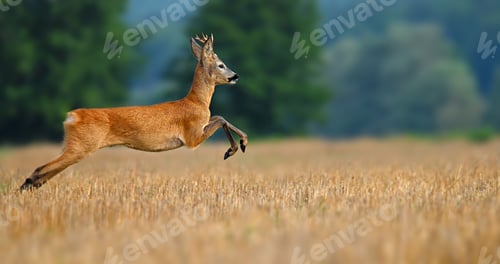 Preview: Scenic shot of a jumping brown Roe deer in the field against the trees