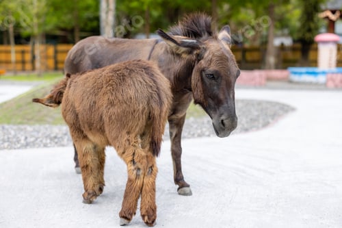 Preview: Donkey in the pasture farm