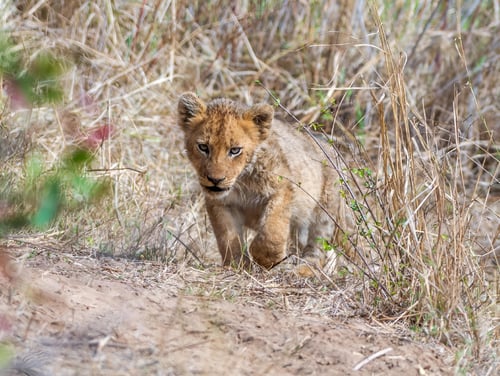 Preview: Young lion walking on dirt path with grass and trees in the background