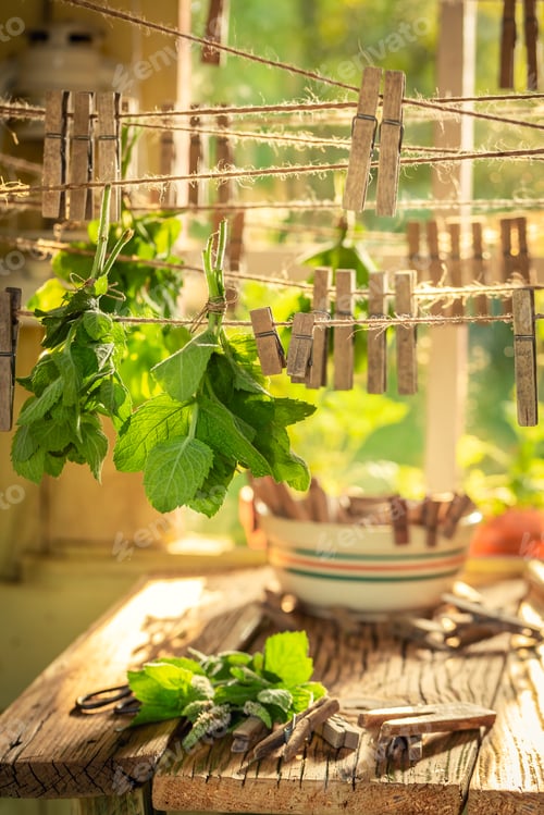 Preview: Homemade dryer with mint leaves hanging on lines in summer
