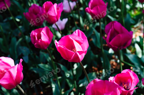 Preview: Colorful spring fresh dutch tulips. Assorted colors