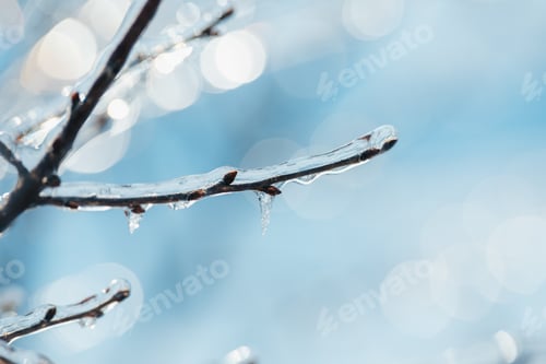 Preview: Winter Frost on Branches for Climate and Nature Themes