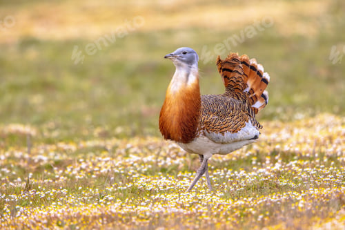 Preview: Great Bustard Walking in Grassland