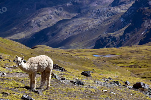 Preview: View of Alpacas in Peru
