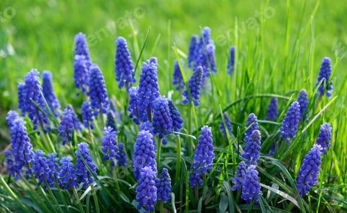 Preview: Beautiful blue Muscari flowers close-up on spring meadow, floral abstract natural background.